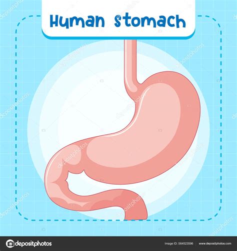 Human Internal Organ Stomach Illustration Stock Vector By