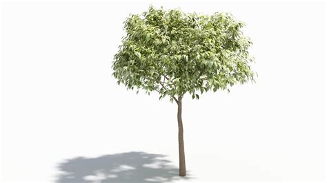 3D Model Acer Negundo Tree TurboSquid 2012740