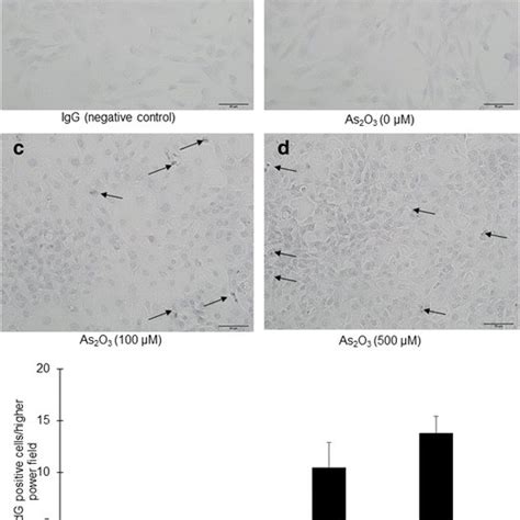 Intracellular Cellular Ros Expression Assay Intracellular Ros