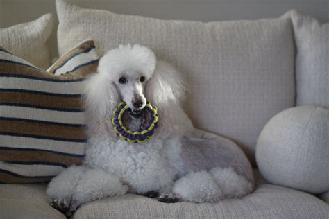 Very pretty Venus posing with one of her toys. in 2024 | Standard poodle, Poodle, Love pet