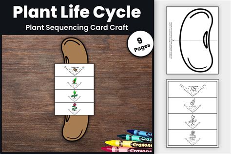 plant life cycle craft science activity graphic  thestudykits