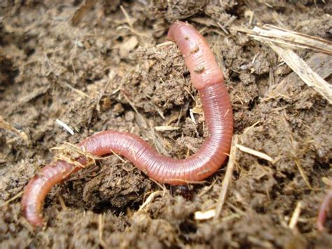 FINCA SANA BENEFICIOS DEL HUMUS DE LA LOMBRIZ ROJA CALIFORNIANA