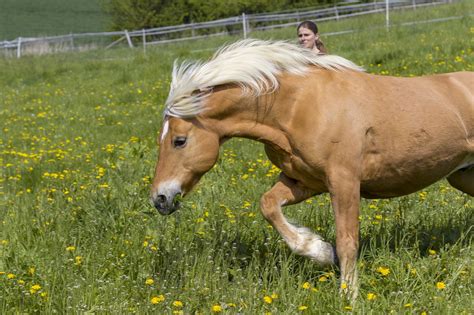 Horse Haflinger Pasture Free Photo On Pixabay Pixabay