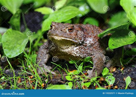 Sapo Comum Bufo De Bufo Imagem De Stock Imagem De Sapo Nave