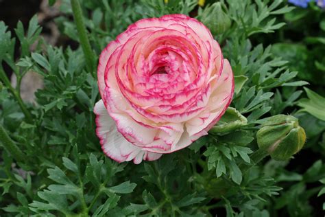 Ranúnculo flor que parece uma rosa de beleza surpreendente