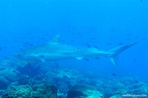 Galeocerdo Cuvier Tiger Shark Reef Life Survey