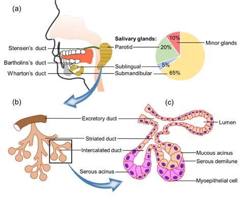 Salivary Glands A Location B Duct Structures And C Histology