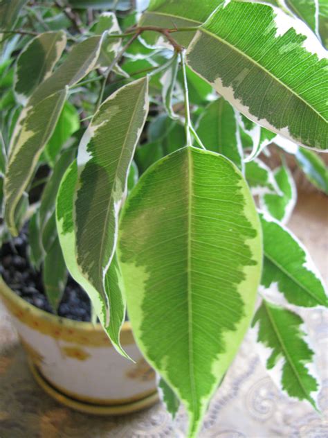 The Ultimate Ficus Benjamina Care Guide | 101 Tips