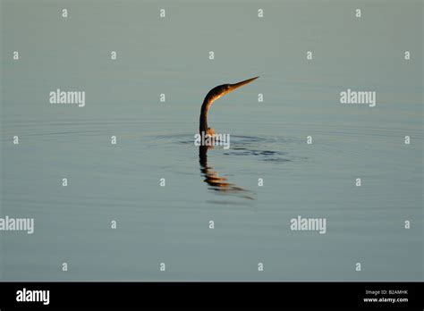 Anhinga (Snake Bird Stock Photo - Alamy