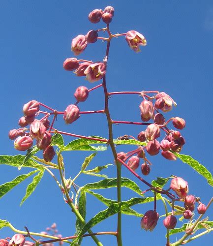 Cassava Inflorescence The Inflorescence Of Cassava Maniho Flickr