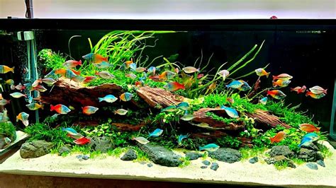 The Ultimate Planted Rainbowfish Aquarium Incredible Rainbow River