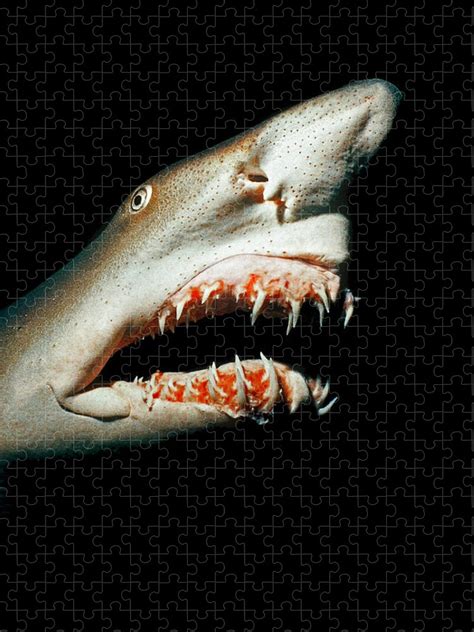 Sand Tiger Shark Images