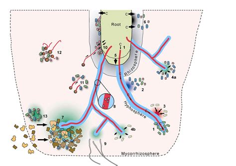 Schematic view of possible interactions among different components of ...