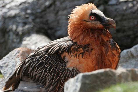 Bartgeier In Den Deutschen Alpen Gesichtet Lbv