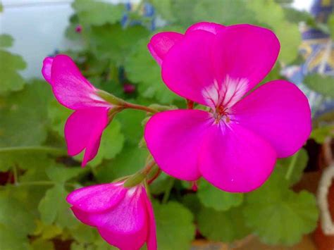 Patios Andaluces Flowers Plants Rose