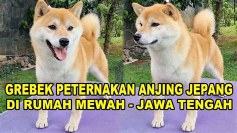 Peternakan Anjing Jepang Di Rumah Mewah Jawa Tengah Shiba Inu Youtube