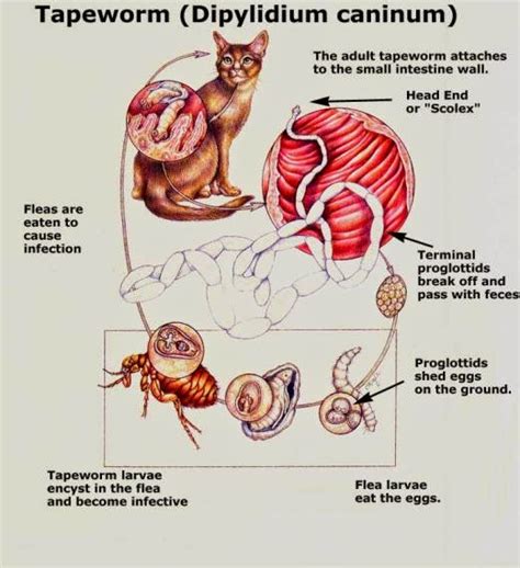 Cat Lucky: Intestinal Parasites in Cats - Tapeworms and Stomach Worms