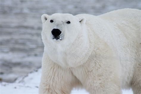 Polar Bear 4k UHD Wallpaper