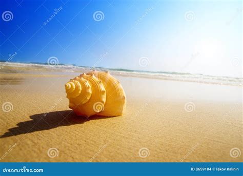 Seashell Sand And Ocean Stock Photo Image Of Seashell 8659184