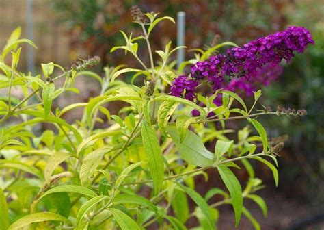 Buddleja Buddma Moonshine New Exclusive Golden Foliage Buddleia