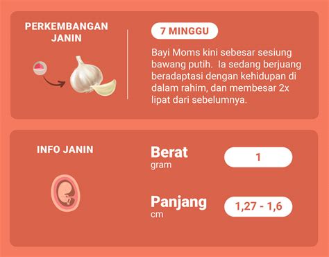 gambar janin usia  minggu  koleksi gambar