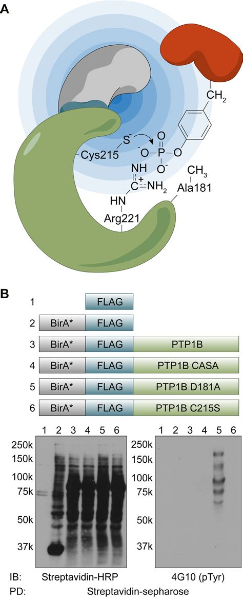 Coupling Substrate Trapping With Proximity Labeling To Identify Protein