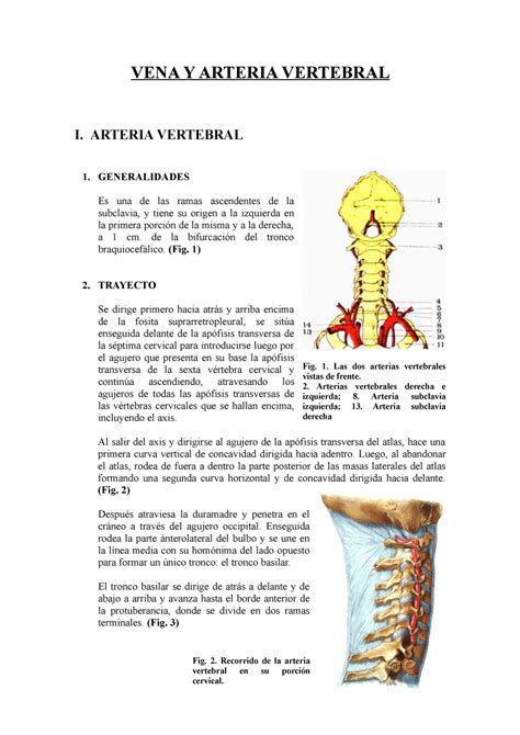 Ramas De La Arteria Vertebral