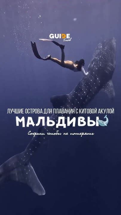 Лучшие острова на Мальдивах для плавания с китовой акулой! Сохраняй # ...