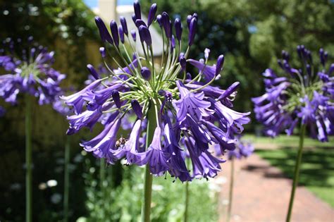 South Africa Flower Plant Purple Free Photo On Pixabay