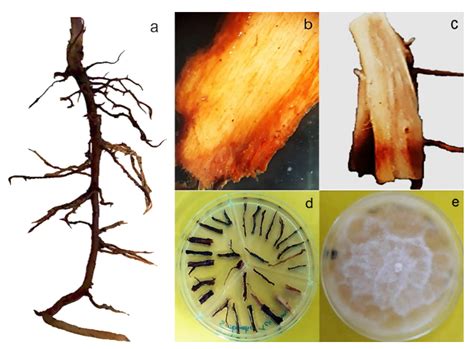 Horticulturae Free Full Text Cinnamom Verum Plantations In The