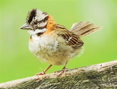 Tico tico ave comum nas Américas tem nome derivado do tupi