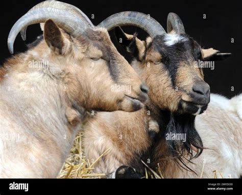 West African Pygmy Goats Birdworld Farnham Surrey Pic Mike Walker