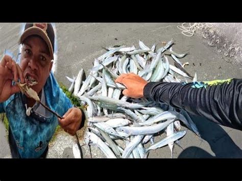 Fartura Na Pescaria De Tarrafa Peixe Agulha Pescamos E Preparamos Na