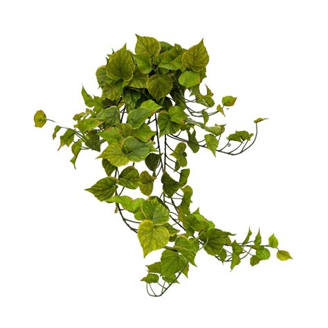 Epipremnum Aureum 45 Cm Green Bubble
