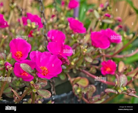 Portulaca grandiflora, rose moss or Mexican rose, a flowering succulent ...