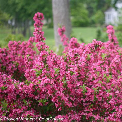 Sonic Bloom Pink Reblooming Weigelas For Sale