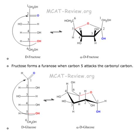 Biochemistry Ch 4 Carbohydrate Structure And Function Flashcards Quizlet