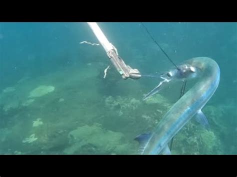 así pescamos estos peces aguja gigante con arpón YouTube