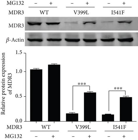 Effect Of Mg And Bafilomycin A On Mdr Expression Mdr Expression