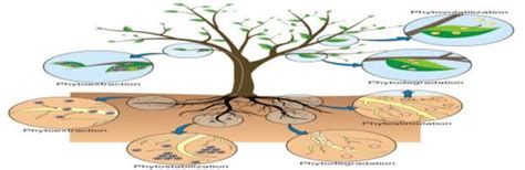 Schematic Representation Of Phytoremediation Process Source Intech Download Scientific Diagram