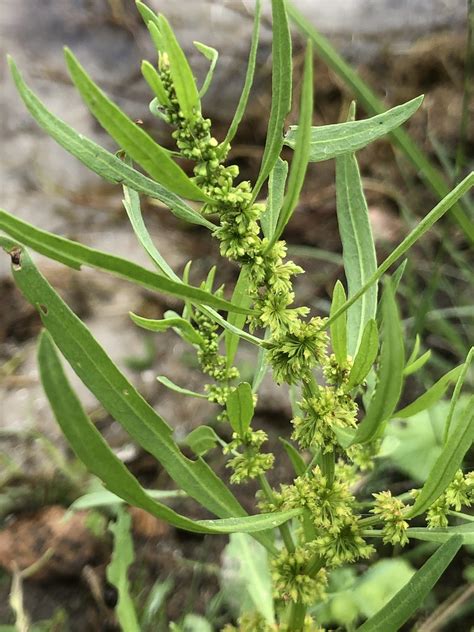 Sumpf Ampfer Sumpf Ampfer Rumex Palustris C Gordon Mac