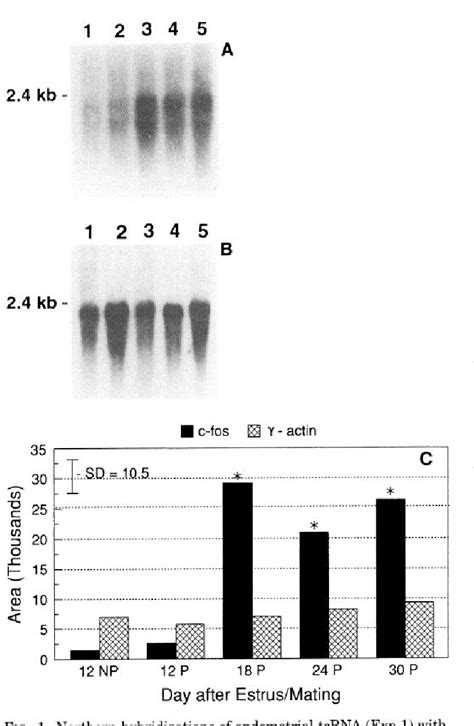 Figure From Estrogen And Progesterone Receptors Cell Proliferation