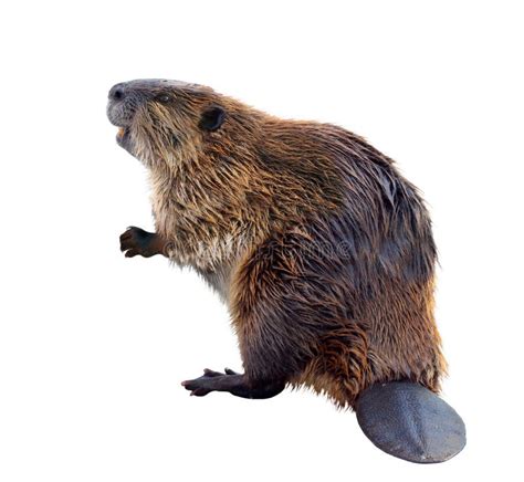 22445 Beaver Stock Photos Free And Royalty Free Stock Photos From