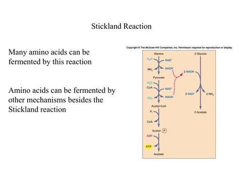 Ppt Fermentations Powerpoint Presentation Id