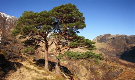 20 Types Of Pine Trees Grown In The UK | Horticulture.co.uk