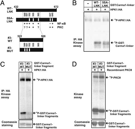 Hpk1 Phosphorylation Sites In Carma1 Are Implicated In Nf B Activation