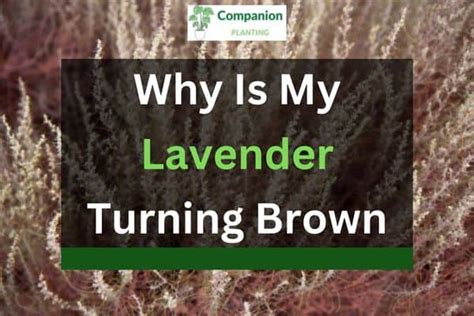 Why Is My Lavender Turning Brown Reasons Companion Planting