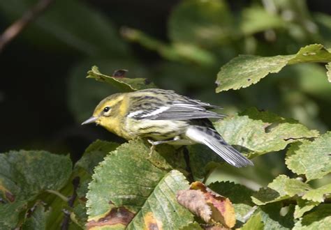 Blackburnian Warbler Bryher Ios Brian Moore Flickr