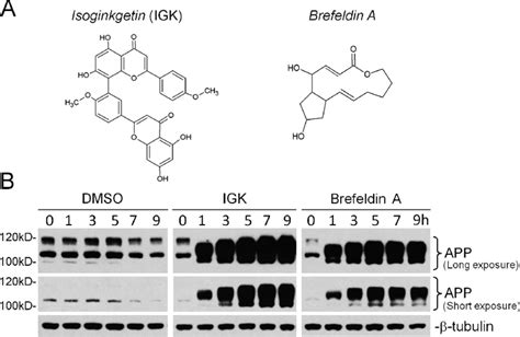 Similar App Expression Pattern By Brefeldin A A Protein Er To Golgi