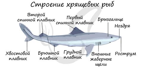 Группы рыб, подготовка к ЕГЭ по биологии